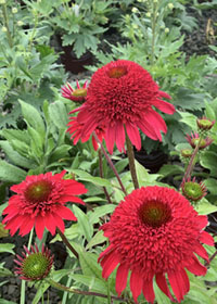 Echinacea x SUNNY DAYS Ruby' (TNECHSDR)
